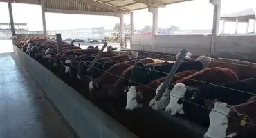 Gado alinhado se alimentando