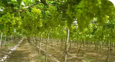 Plantacao de vinha